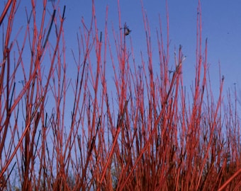 Cornus sericea  'Baileyi' - Red Twig Dogwood - 4" Pot Size Live Plant