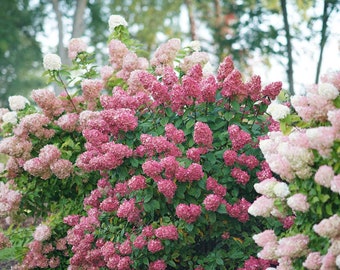 Fire Light Hydrangea paniculata - Panicle Hydrangea - 4" Pot Size Plant