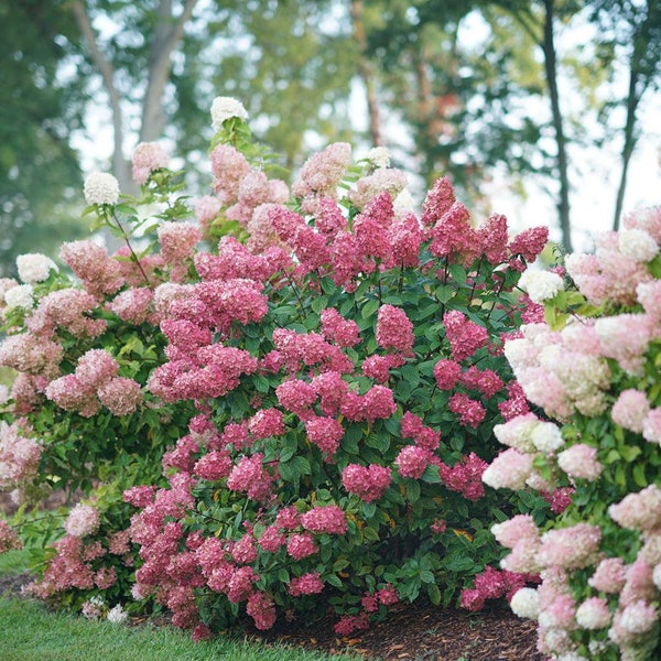 Fire Light Hydrangea paniculata - Panicle Hydrangea - 4" Pot Size Plant