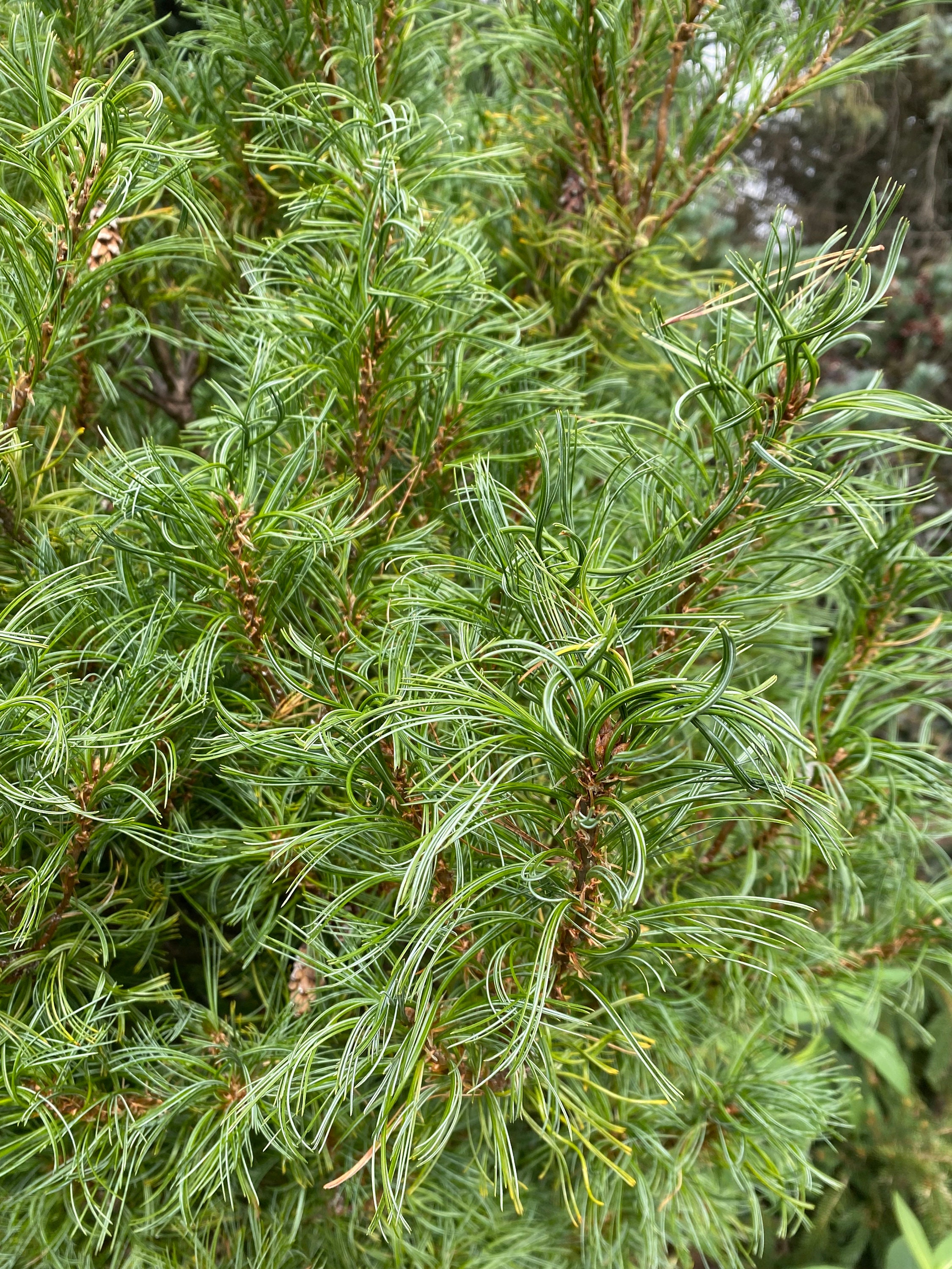 Pinus Strobus 'mini Twists' - Dwarf White Pine - Live Plant - 1 Gallon ...