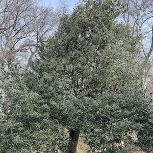 May include: A large green tree with thick branches and leaves. The tree is in a forest setting with other trees in the background.