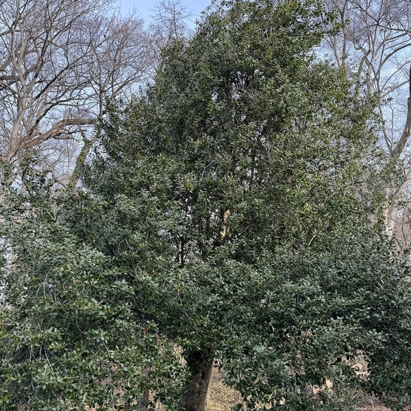 Ilex cornuta x aquifolium 'Edward J. Stevens' - Male Holly - Quart Pot