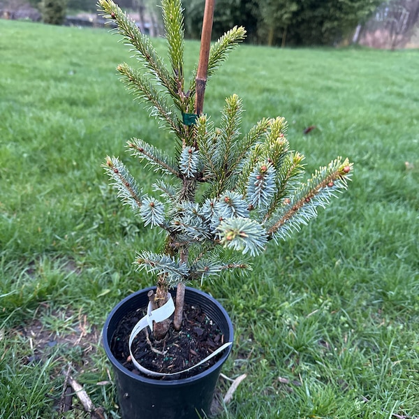 Picea bicolor 'Howell's Dwarf Tigertail' - 12" Tall - 1 Gallon Pot