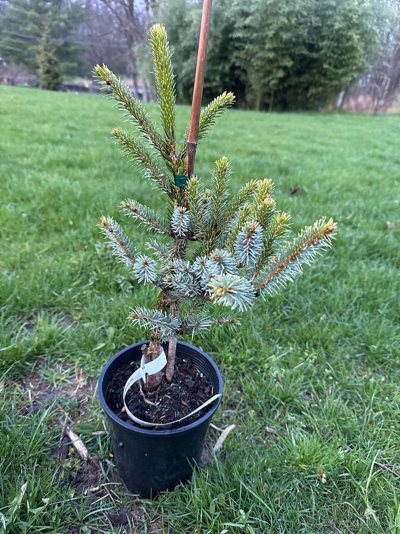 Picea bicolor 'Howell's Dwarf Tigertail' 12 Tall 1 Gallon Pot image 1