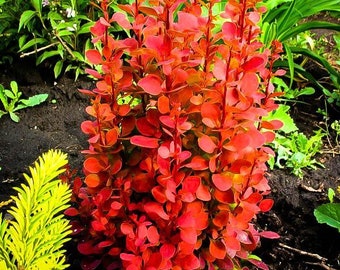 Orange Rocket Barberry - Live Plant  - 4” Pot Size Plant