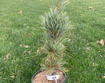Pinus parviflora 'Bergman' - Live Plant - 18” Tall - 1 Gallon Pot