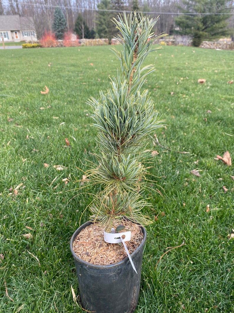 Pinus parviflora 'Bergman' Live Plant 18 Tall 1 Gallon Pot image 1