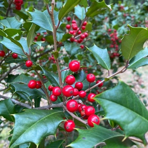 Ilex opaca &#39;Lacquerberry&#39; - American Holly - Live Plant - Quart Pot