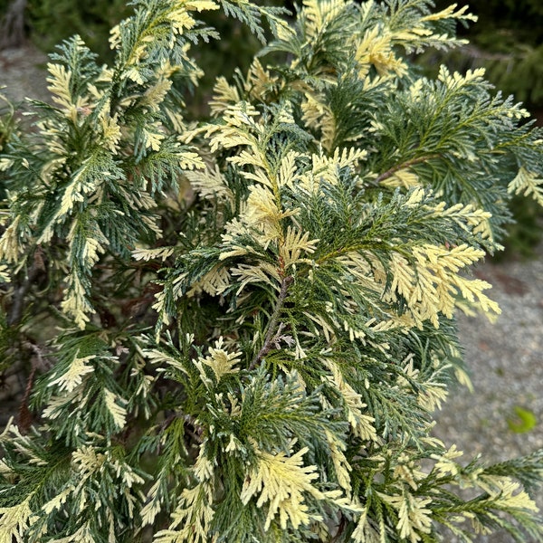 Chamaecyparis nootkatensis 'Sparkling Arrow' - Variegated Alaskan Cedar - 12" Tall - 1 Gallon Pot