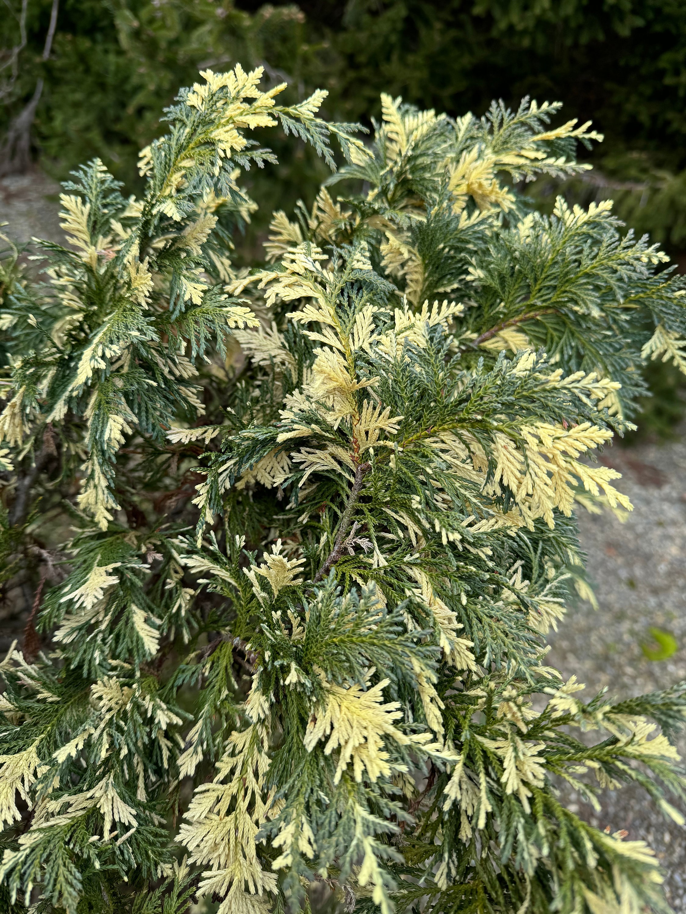 thaumatophyllum variegata Thaumatophyllum Angela Variegated (AKA Philodendron Angela)  TerraFlora  Global