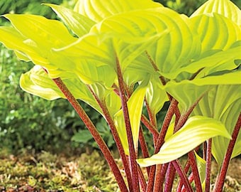 Hosta 'Fire Island' 3” Pot Size Starter Plant