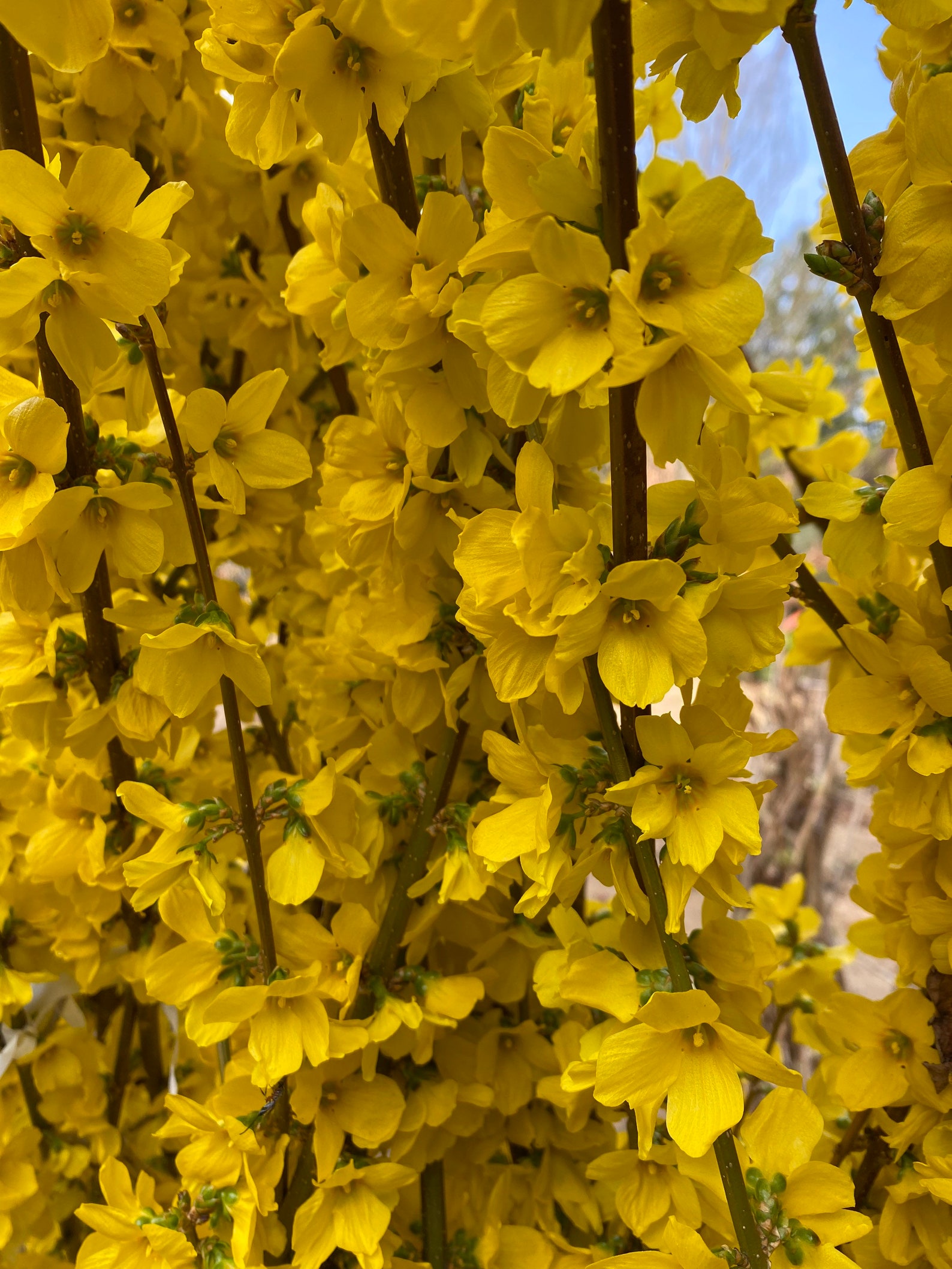 Show Off Forsythia Live Plant 4 inch Pot Etsy