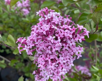 Syringa x ‘Red Pixie’ Lilac - Live Plant - 1 Gallon Pot