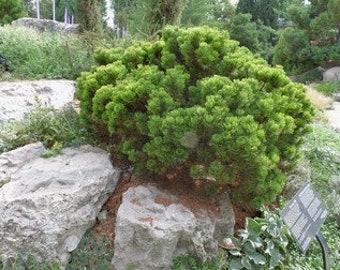 Pinus mugo 'Sherwood Compact - Mugo Pine - 10" Tall - 1 Gallon Pot
