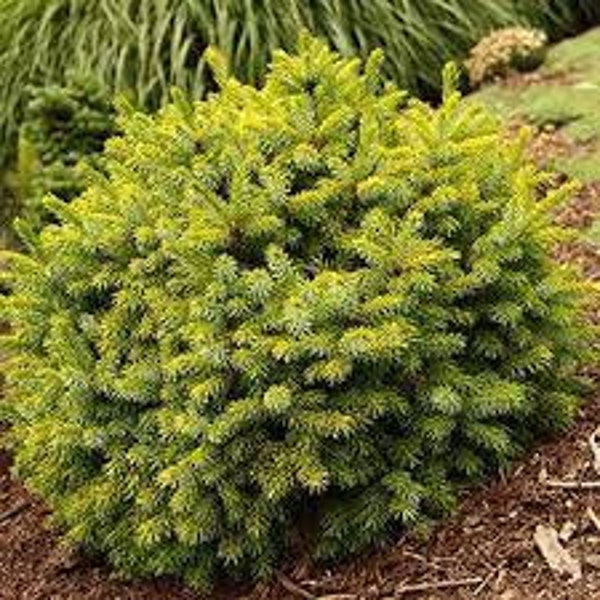 Picea omorika 'Peve Tijn' - Serbian Spruce - 10" Tall - 1 Gallon Pot