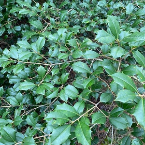 Ilex opaca 'North Wind' Male American Holly Live Plant Quart Pot image 2