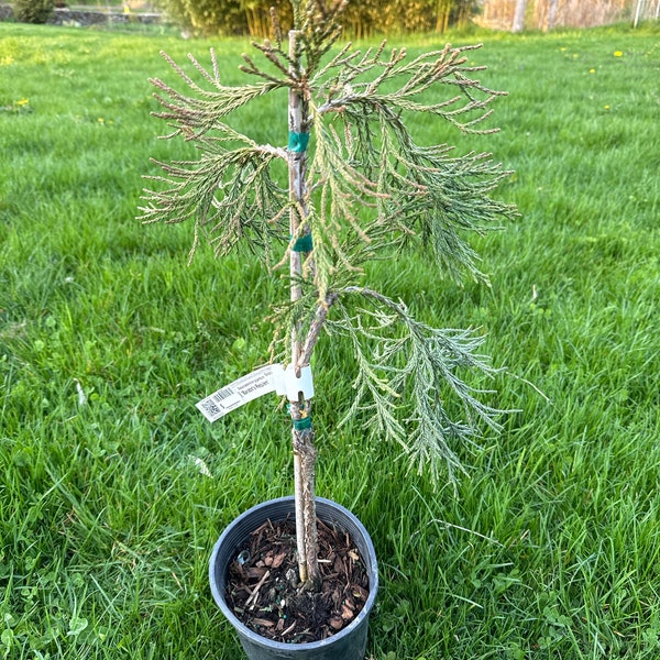 Sequoiadendron giganteum 'Barabits Requiem'- Giant Sequoia - 12" Tall - 1 Gallon Pot