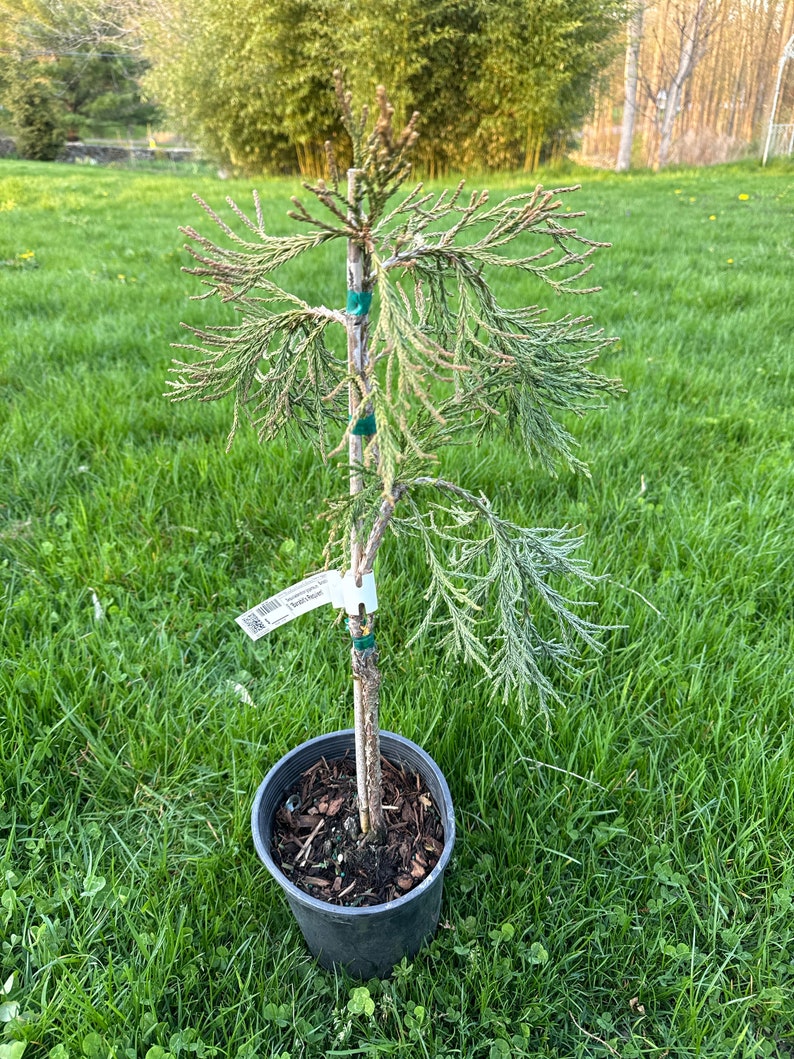 Sequoiadendron giganteum 'Barabits Requiem' Giant Sequoia 12 Tall 1 Gallon Pot image 1