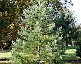Sequoiadendron giganteum 'Glaucum' - Blue Giant Sequoia - 12" Tall - 1 Gallon Pot