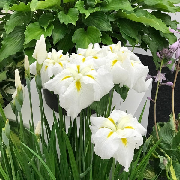 Iris ensata 'Gold Bound' - Japanese Iris - 3 Pack - #1 Grade Rhizome