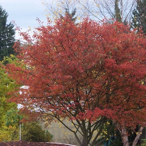 Autumn Brilliance Serviceberry - Amelanchier × grandiflora &#39;Autumn Brilliance&#39; - 4&quot; Pot Size Live Plant