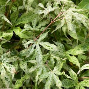 May include: A Japanese maple plant featuring deeply lobed, palmate leaves with a variegated pattern of creamy white, light green, and dark green speckles. The delicate foliage is supported by thin, reddish-brown stems that branch out in multiple directions.