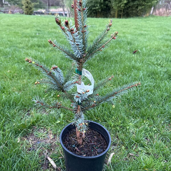 Picea omorika 'Bruns' - Serbian Spruce - 12" Tall - 1 Gallon Pot