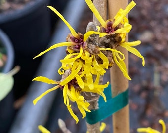 Hamamelis mollis 'Astro Man' Witch Hazel - Live Plant - 18” Tall - Ships Bare Root