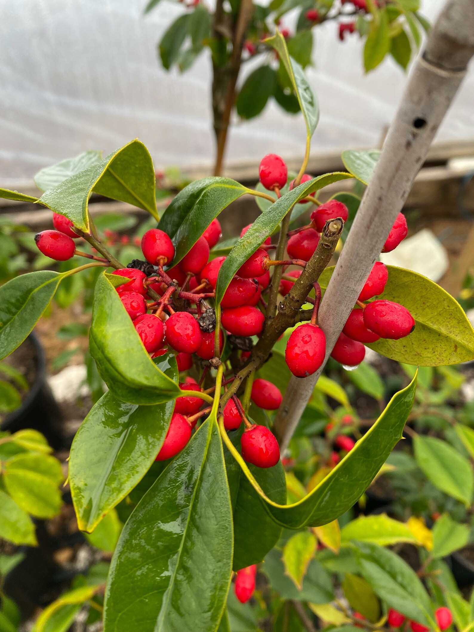 Paduke Tree Ilex Opaca 'chief Paduke' - American Holly - Live Plant - Quart Pot - Etsy