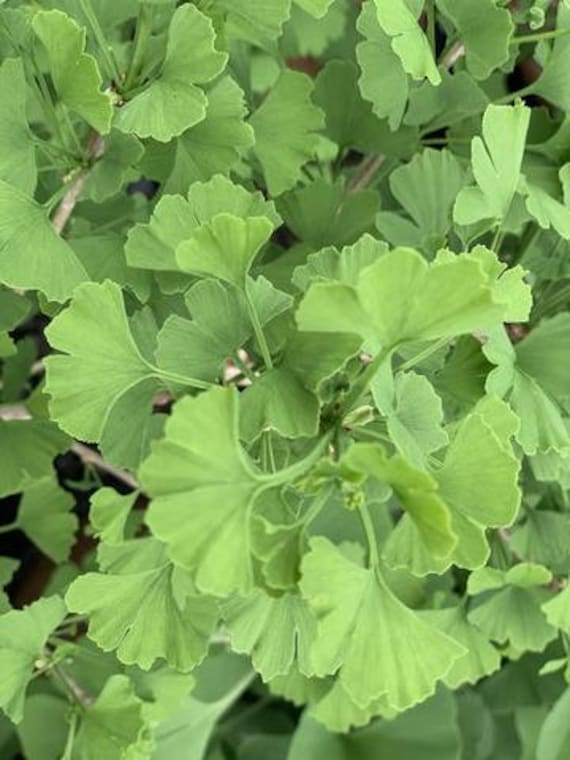 Ginkgo biloba 'Folkert's Select ' - Ginkgo Tree - Live Plant - 12" Tall - 1 Year Graft