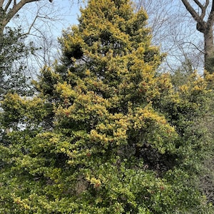 May include: A tall evergreen tree with vibrant green and yellow foliage. The tree's dense branches are filled with leaves, and the top of the tree is a bright yellow color. The background shows bare tree branches and a clear blue sky.