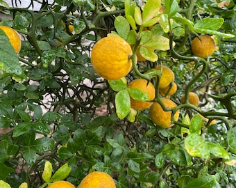 Poncirus trifoliata ‘Flying Dragon’ - Flying Dragon Orange Tree - 3 Gallon Pot