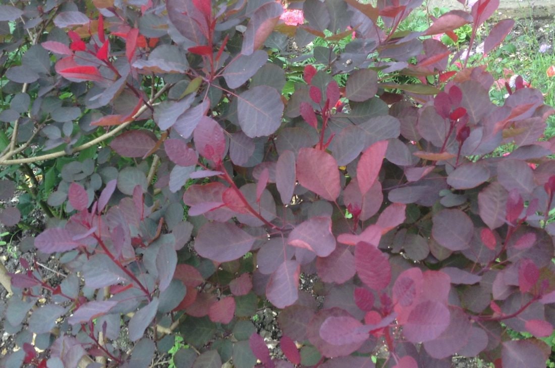 Cotinus coggygria 'Dusky Maiden'- Smoke Tree - 4" Pot Size Plant