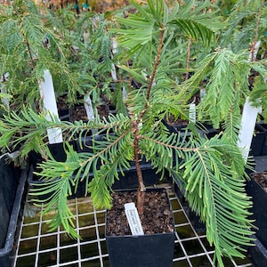 Metasequoia glyptostroboides &#39;Daweswood Tawny Fleece&#39; - Dawn Redwood Tree - 8” Tall - 1 Year Graft