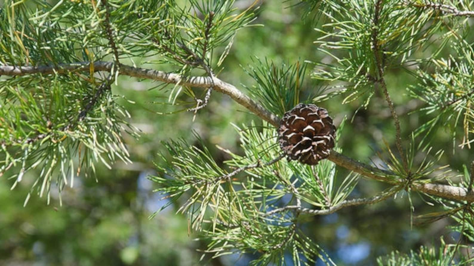 Pinus virginiana Virginia Pine Native Tree 2' Tall Etsy