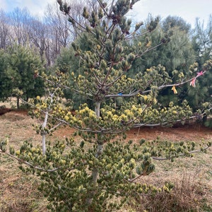 Pinus parviflora 'Fukai' Live Plant 18 Tall 1 Gallon Pot image 2