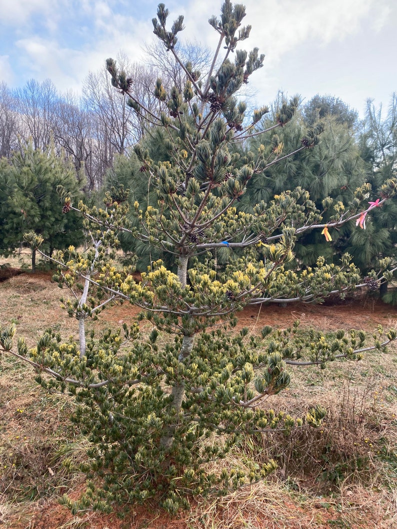 Pinus parviflora 'Fukai' Live Plant 18 Tall 1 Gallon Pot image 2