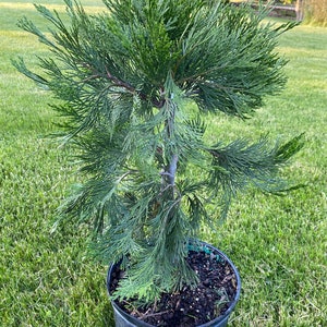 Calocedrus decurrens California Incense Cedar Live Plant 30 Tall 3 Gallon Pot image 1