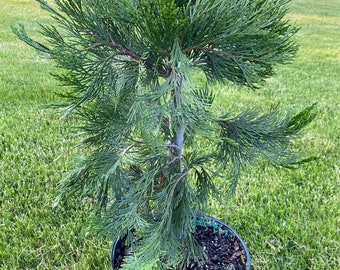 Calocedrus decurrens - California Incense Cedar - Live Plant - 30" Tall - 3 Gallon Pot