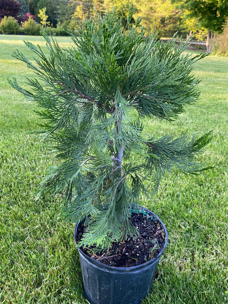 Calocedrus decurrens California Incense Cedar Live Plant 30 Tall 3 Gallon Pot image 1