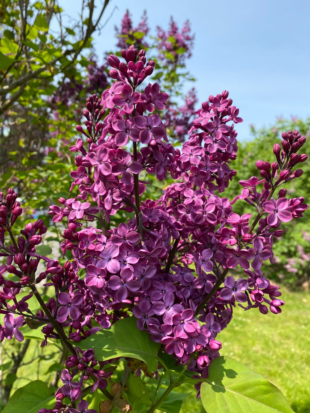 Syringa X Hyacinthiflora 'declaration' Lilac - Live Plant - 1 Gallon ...
