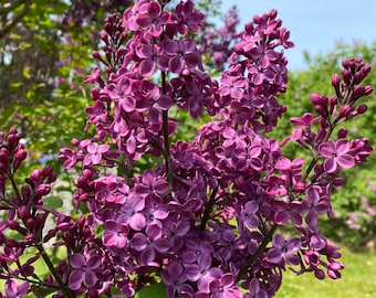 Syringa x hyacinthiflora 'Declaration' Lilac - Live Plant - 1 Gallon Pot