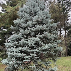Picea pungens &#39;Fat Albert&#39; - Colorado Spruce - 12&quot; Tall - 1 Gallon Pot