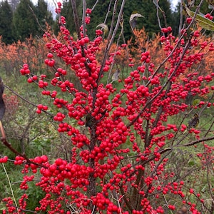 May include: A close-up of a shrub with many bright red berries. The berries are clustered along the bare, brown branches. The background features other shrubs and trees, with a mix of green and orange foliage.