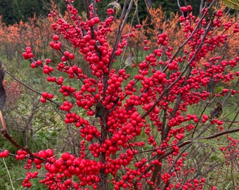 Ilex verticillata ‘Winter Red’- Winterberry - 4" Pot Size Live Plant