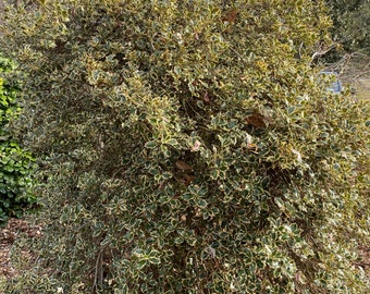 Ilex Aquifolium 'argentea Marginata' - Variegated English Holly - Live  Plant - 4 Pot - Etsy Canada