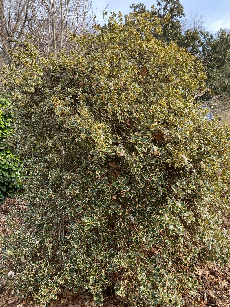 Ilex aquifolium 'Argentea Marginata' Variegated English Holly Live Plant 10 Tall 1 gallon pot image 3