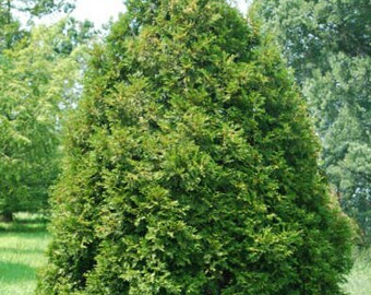 Thuja occidentalis 'Elegantissima' - Elegant Arborvitae - Live Plant - Quart Pot Size