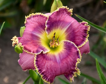 Hemerocallis 'Raspberry Eclipse' Daylily - 3 Bare Root Plants