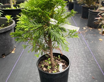 Thuja plicata ‘Grune Kugel’ Arborvite - Live Plant - 1 Gallon Pot